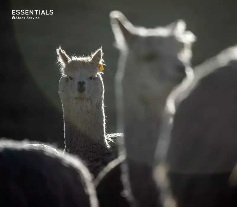 Alpaca en Pacomarca