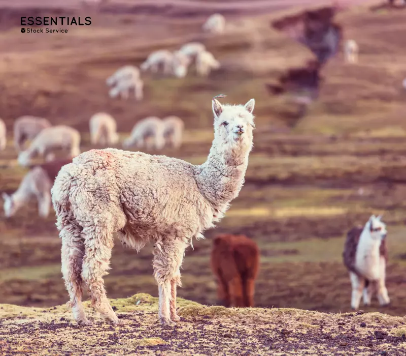 Beneficios de la Royal Alpaca