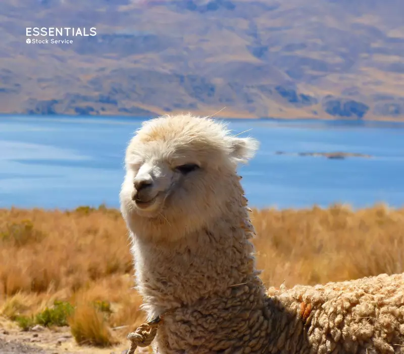 Alpaca: La fibra más exportada del Perú