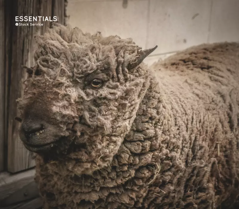¿Dónde se produce la lana Merino?