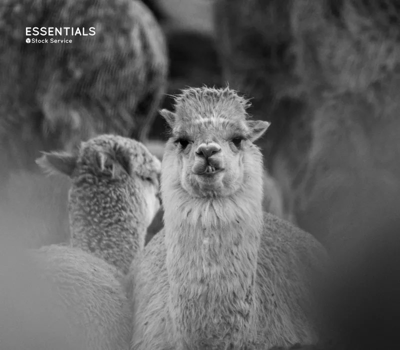 Alpaca 16: la fibra de alpaca más fina del mundo