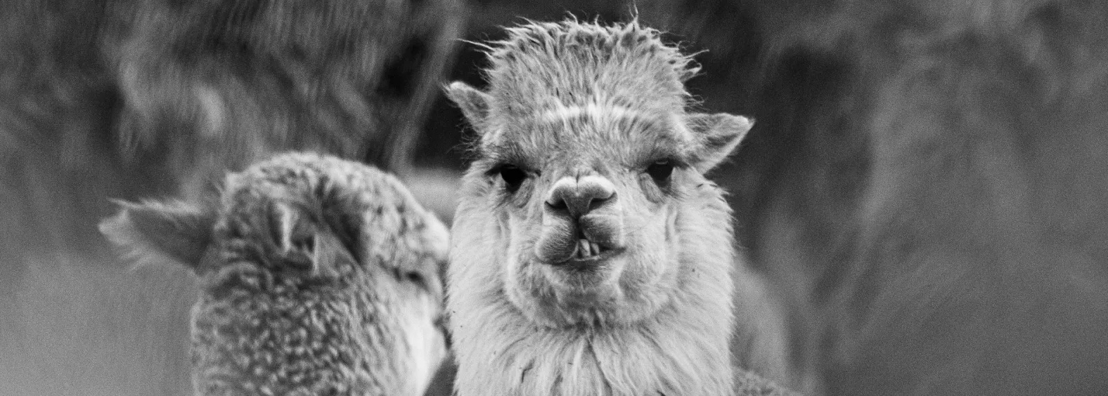 Alpaca 16: la fibra de alpaca más fina del mundo