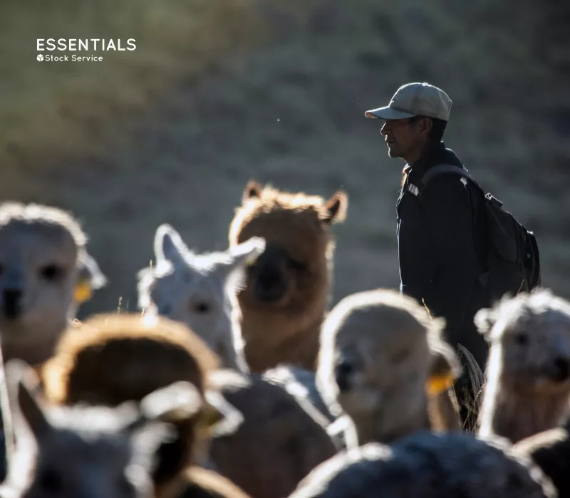 La historia detrás de Alpaca 16