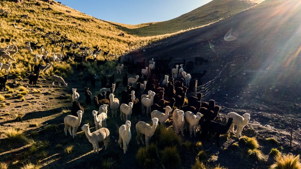 Alpacas en Pacomarca