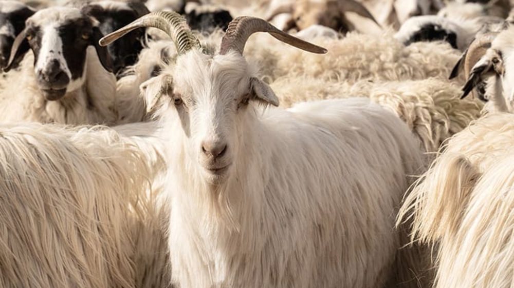 Cabra de cachemira: de d&oacute;nde viene el cashmere y por qu&eacute; importa