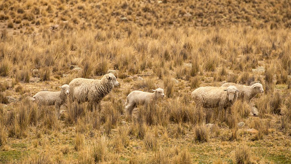 Oveja merino: de d&oacute;nde viene la lana merino y por qu&eacute; importa