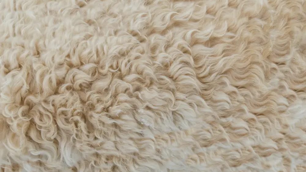 Fibra de alpaca