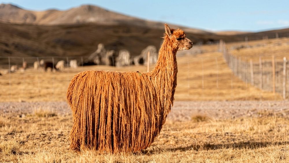 Suri vs Huacaya: ¿por qué la Suri Alpaca es la fibra más rara de los Andes? Suri vs Huacaya: ¿por qué la Suri Alpaca es la fibra más rara de los Andes?
