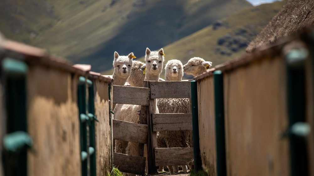 De d&oacute;nde sale la fibra de alpaca que llega a tu taller