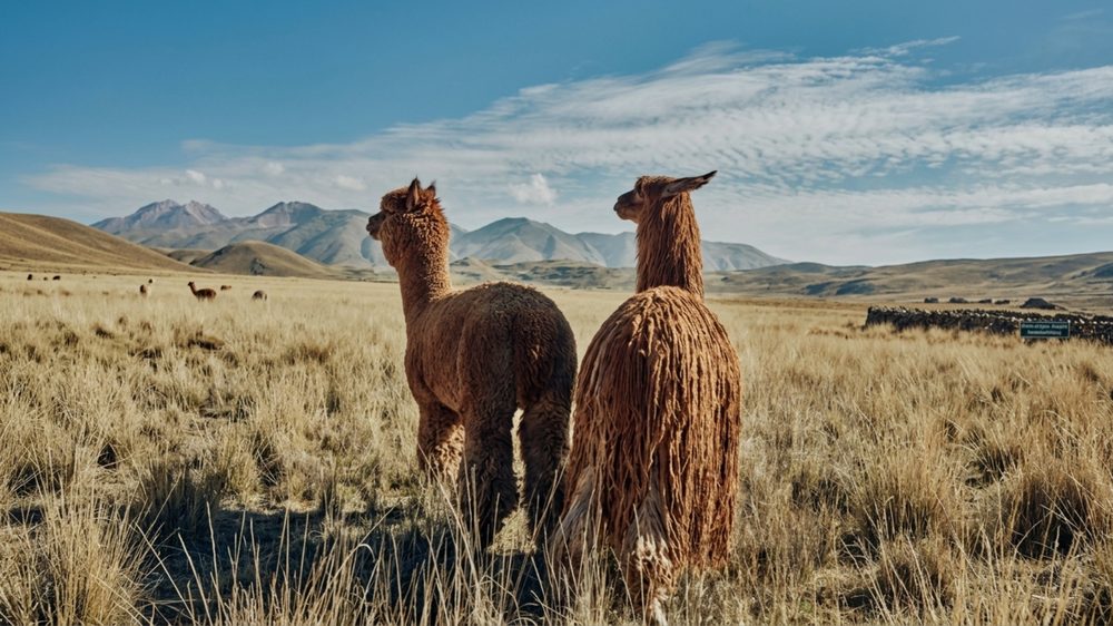 Huacaya o Suri: las dos razas dan fibras distintas