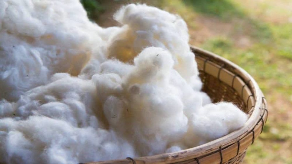 Pima cotton in a basket: comparison with conventional cotton